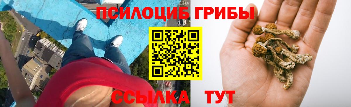 купить наркотики сайты  Кумертау  Псилоцибиновые грибы Psilocybe 
